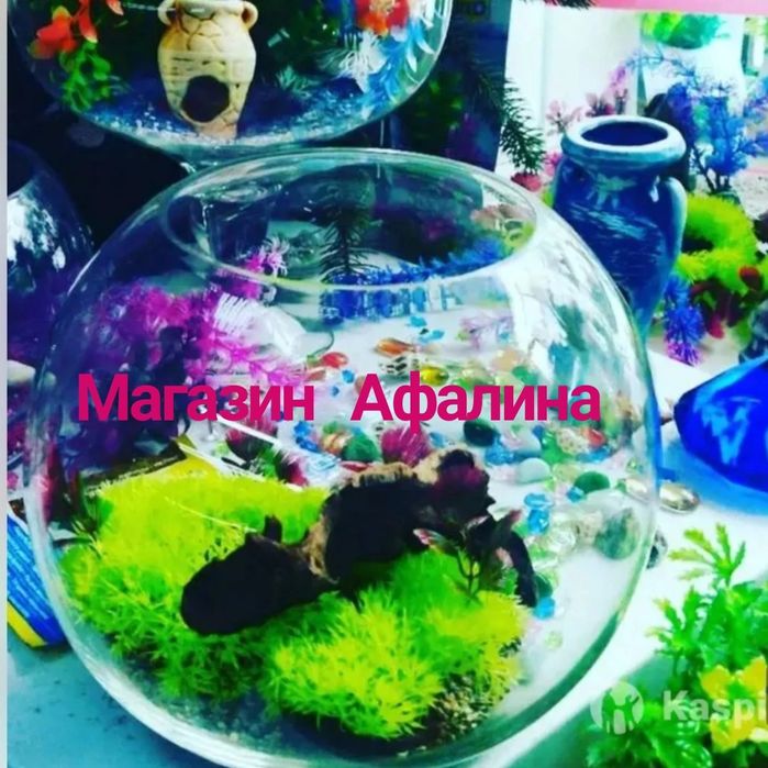 Аквариум круглый в Афалине.навои торайгырова