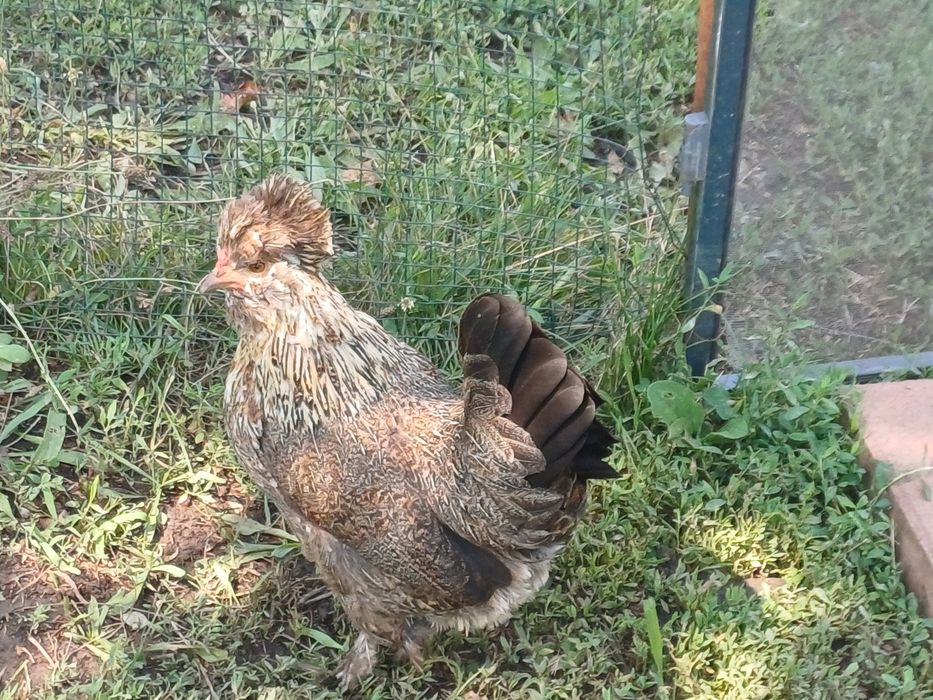 Gainuse pitice  struma bantam