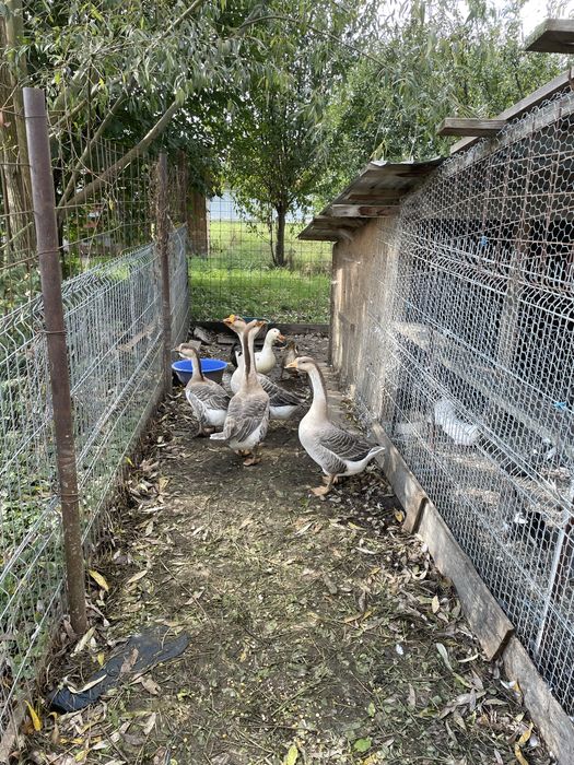 Vand gaste toulouse si rate mute tinere, foarte frumoase