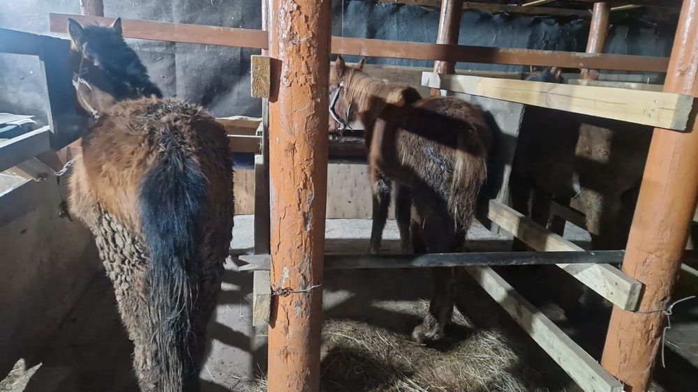 Тай жабағы сатылады