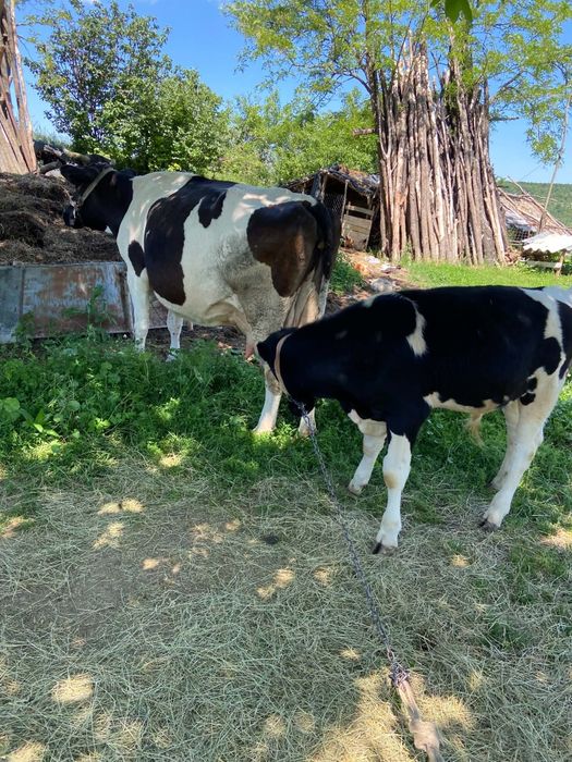 Disponibilă vacă holstain cu vitel, gestanta în 4 luni