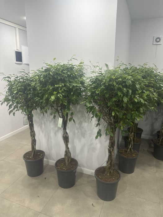 Фикус Бенджамина