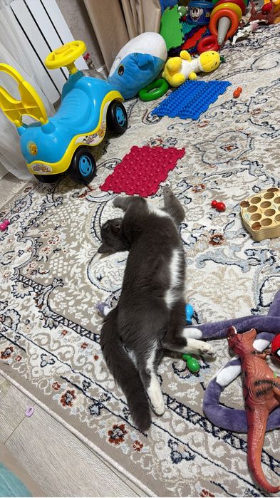 Отдам котика в хорошие руки