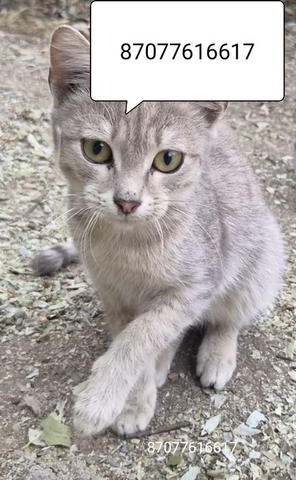 Котик ,4 мес в добрые руки