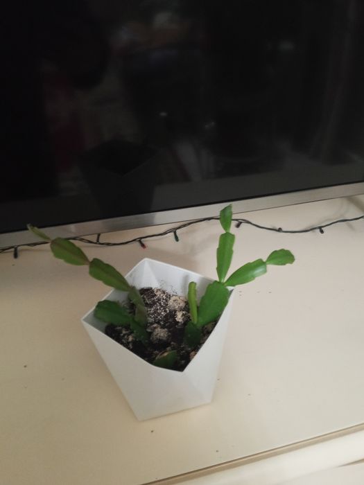 Продаю комнатные цветы