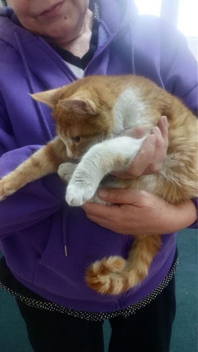 Котенок ищут семью и дом!