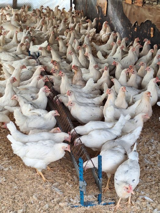 Продам курей несушки Коррал