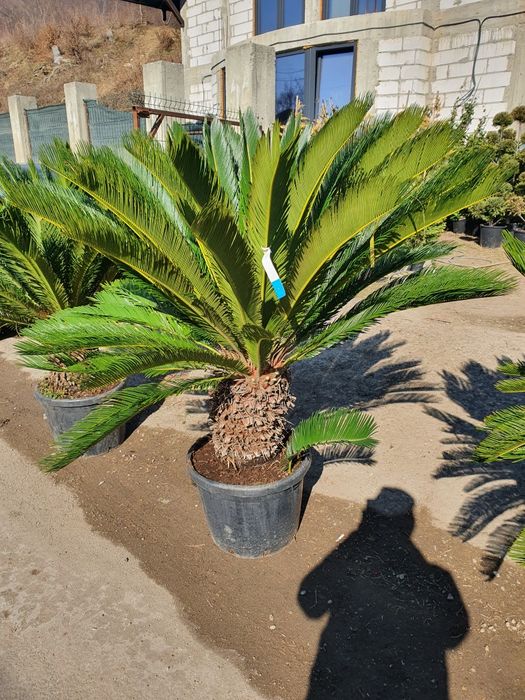 Plante ornamentale, brazi, tuia spirale, copaci, tei, mesteacan,platan