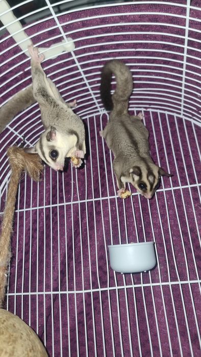 Veverițe zburătoare sugar glider