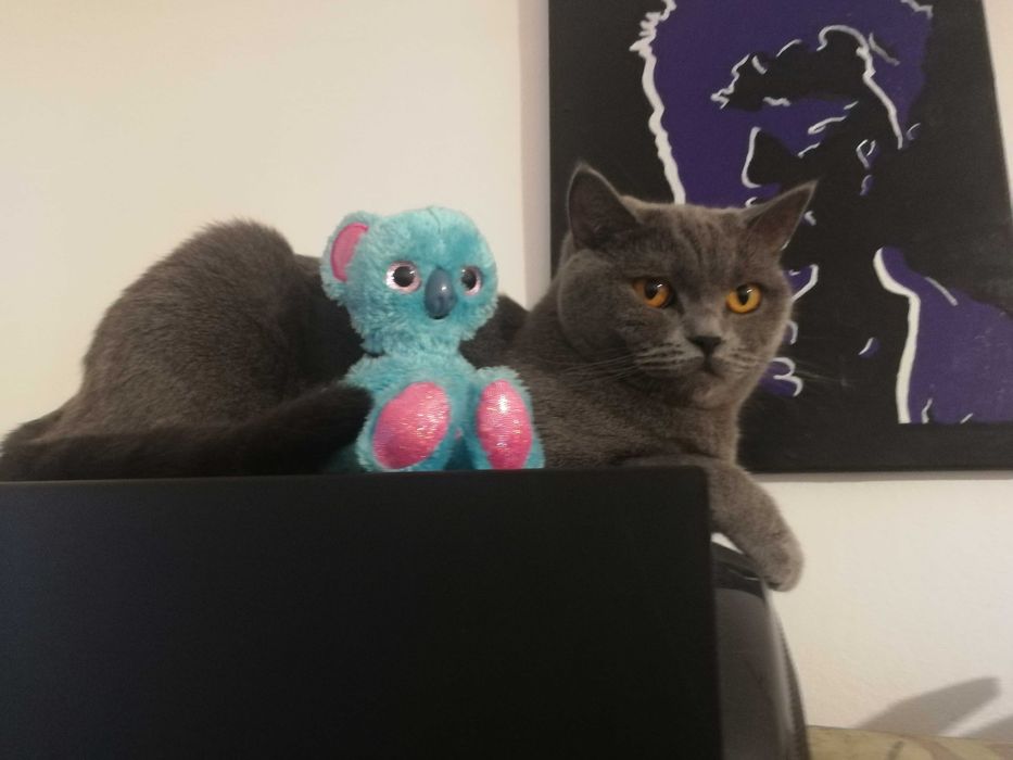 котета Британска късокосместа