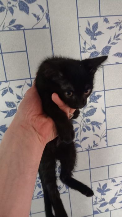 Отдам очаровательных котят!!!