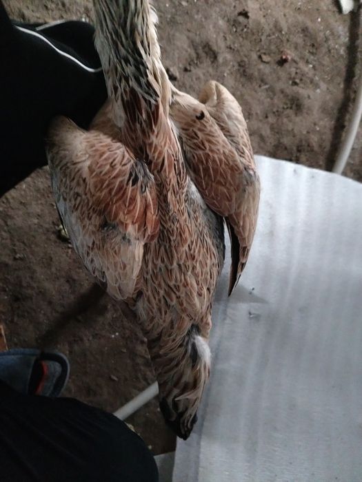 Продам даканку хорошую