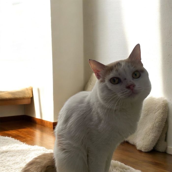 самую лучшую семьюКотик