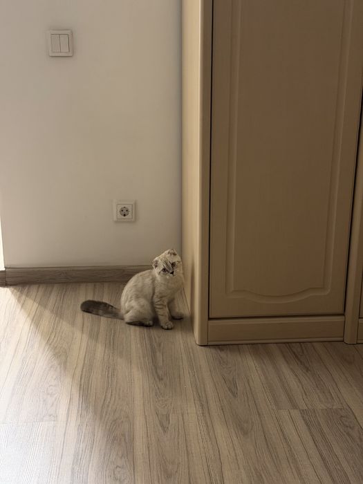 Кошка Шотладский висолухий