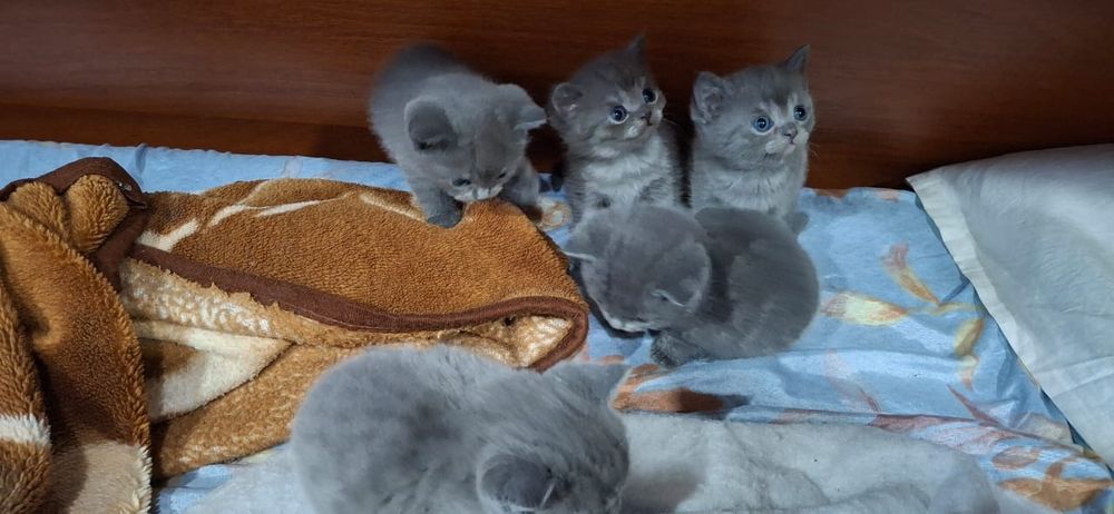Котята  британские короткошерстые