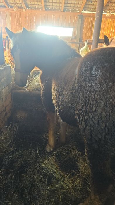 Vand manz de 9 luni jumate