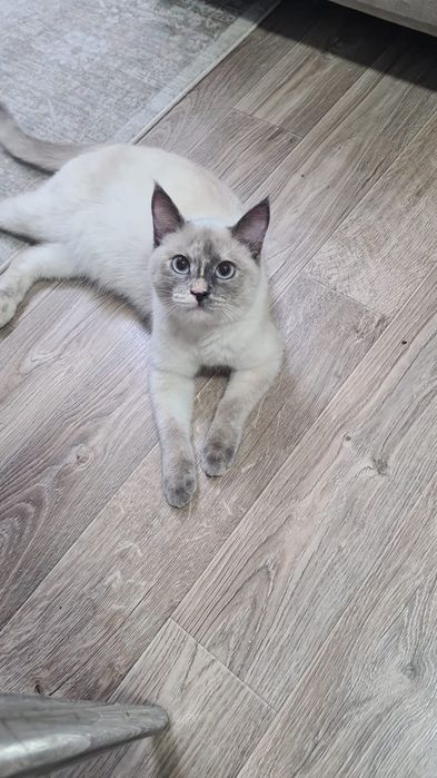 Милая,кошечка ищет дом