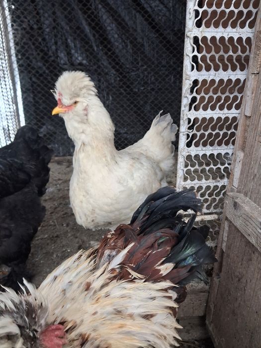 Vand 20 oua de gaini motate