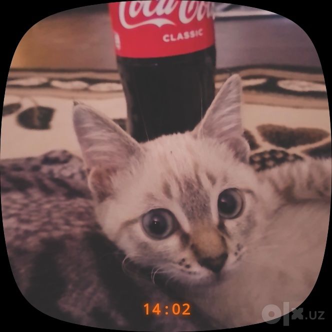 Siamski qiz bola 2 oylik soglom