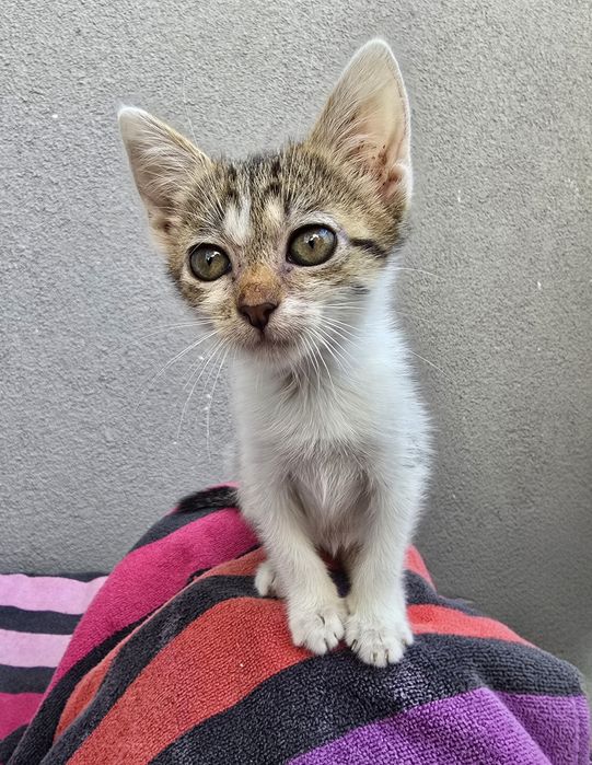 Подарявам женско коте
