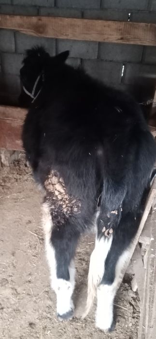 Тана сатылады ургашы