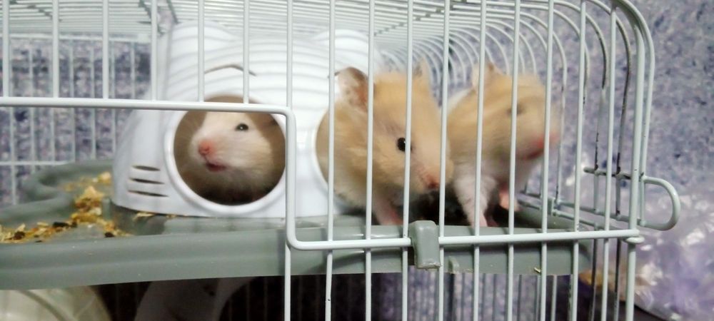 Сирийские хомячки!