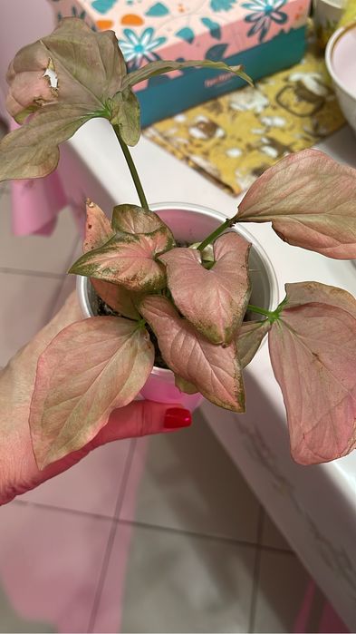 Комнатные цветы продам излишки