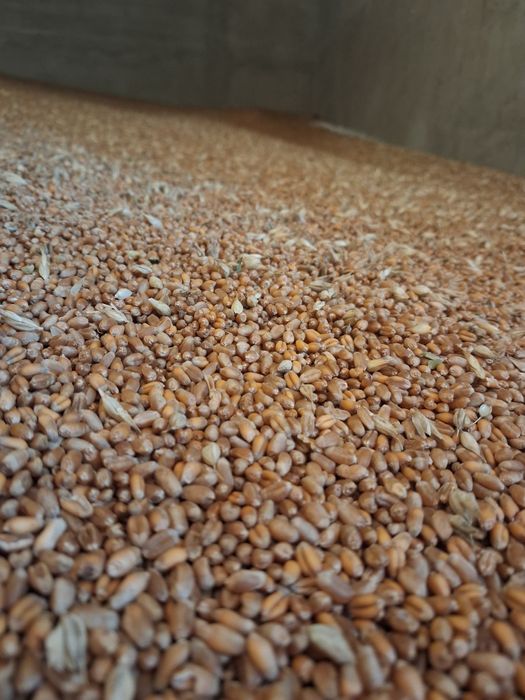 Grau de productie 2025.