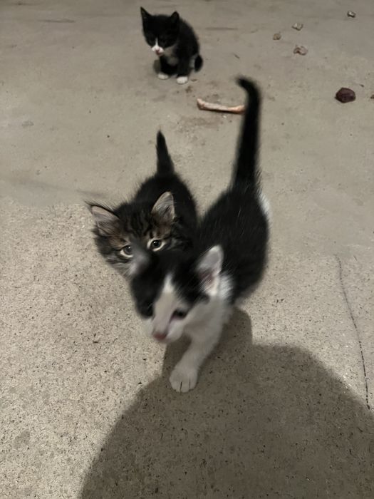 Котята передатим
