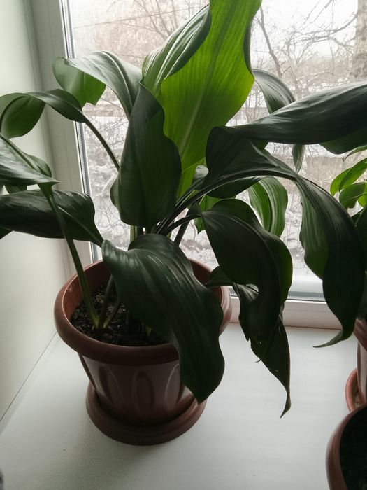 Цветы очень хорошая