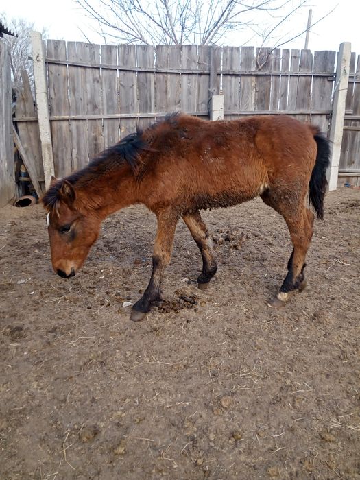 Продам жеребенка