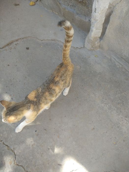 Xonadon Mushugi sotiladi