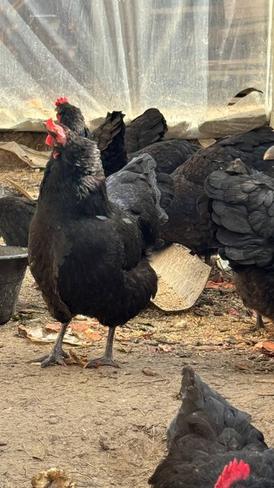 Tovuq xoʻroz tuxumlari avstraloʻp ruminiya 15000