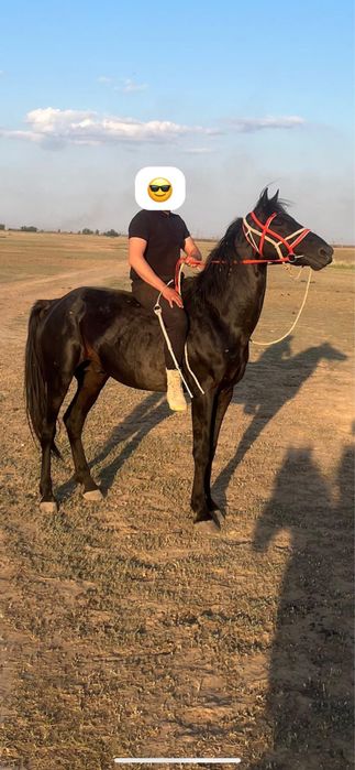 Айгыр сатылады 7 жасар