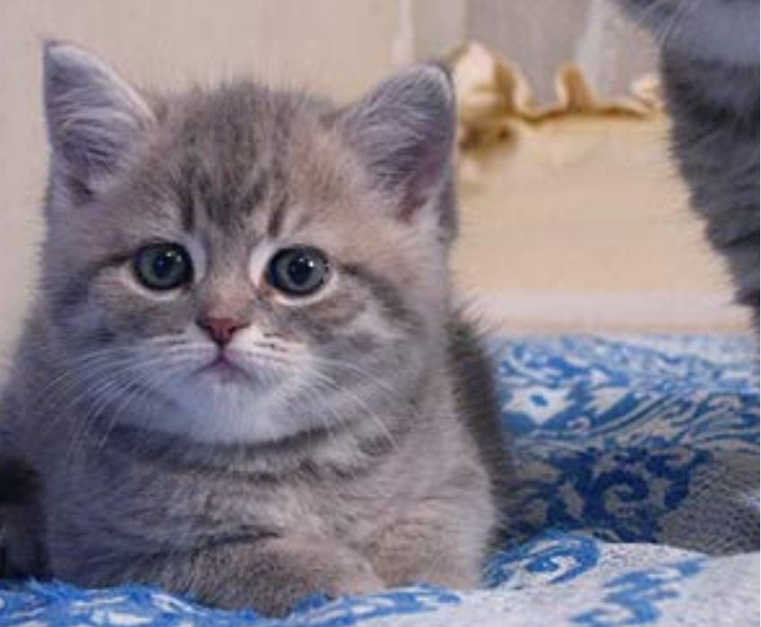 Девочки и мальчики, британские 1.5 мес