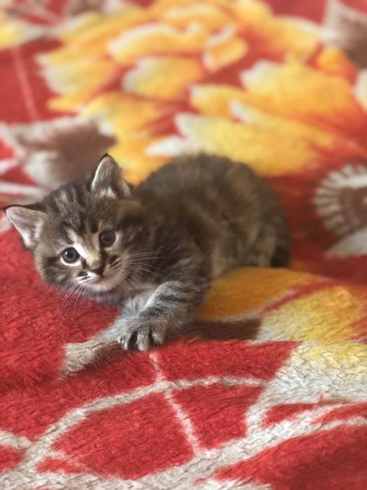 Отдам котят в хорошие руки