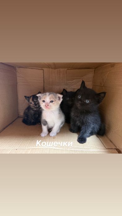 Котята мальчик,  девочка, в добрые руки