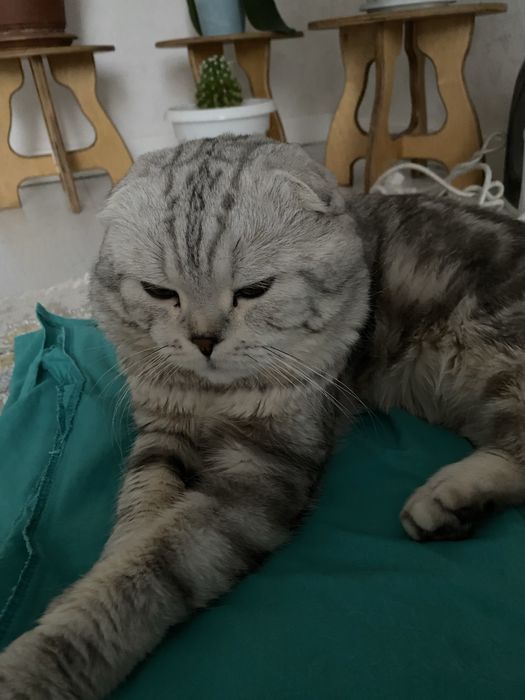 Вислоухи шотландец
