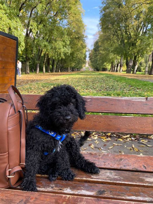 Кавапу -  пудели