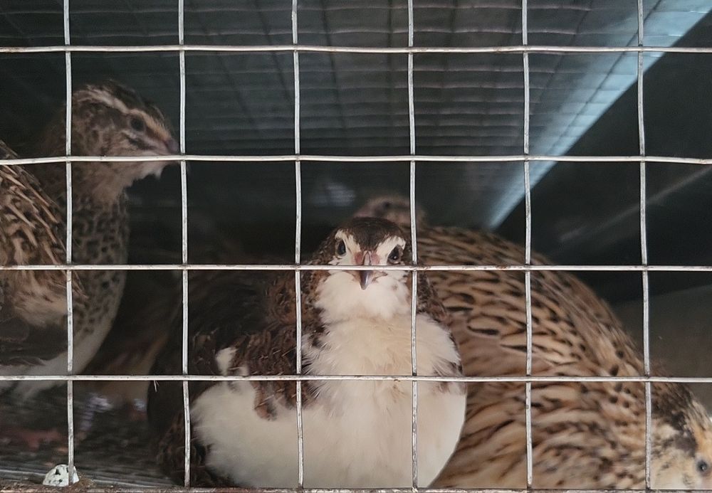 Молодые перепела- несушки