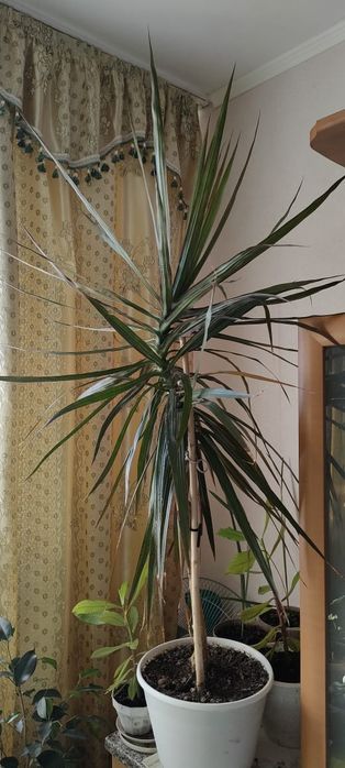 Продам комнатные цветы