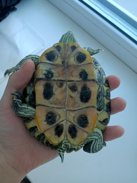 Черепаха красноухая с террариумом