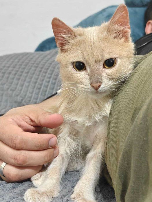 Котёнок ищет семью