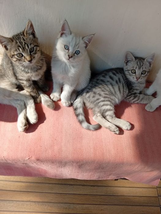 Отдам котят в хорошие руки