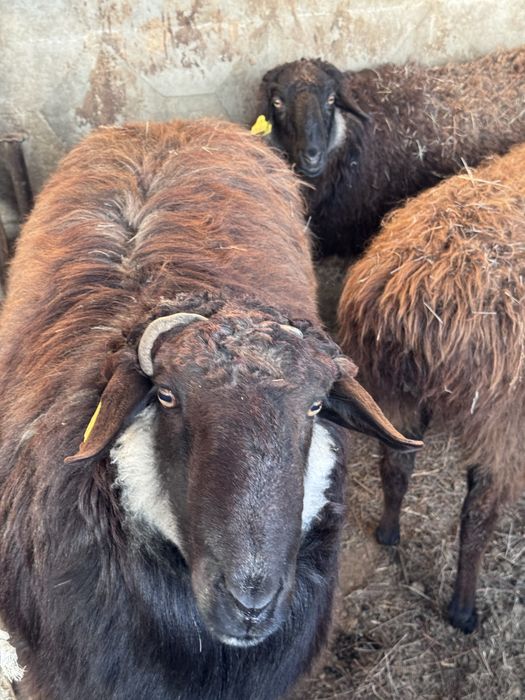 Қошқар сатамын, СЕМІЗ майлы !!!