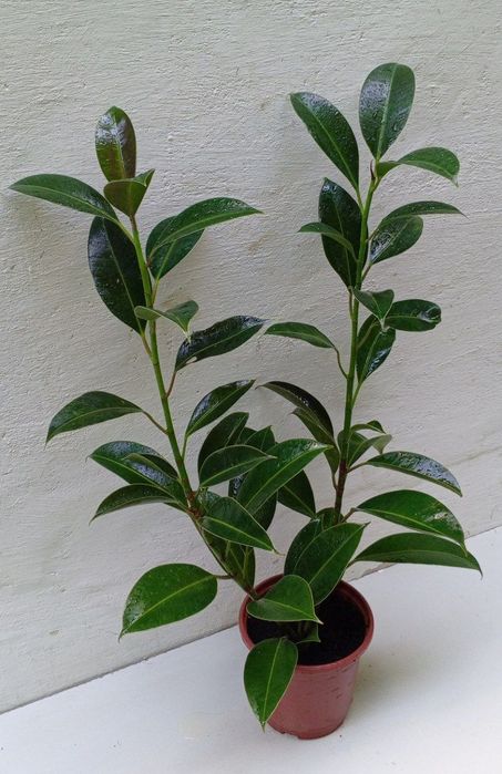 Фикус Мелани. Сорт фикуса который растет кустистым ,компактным.