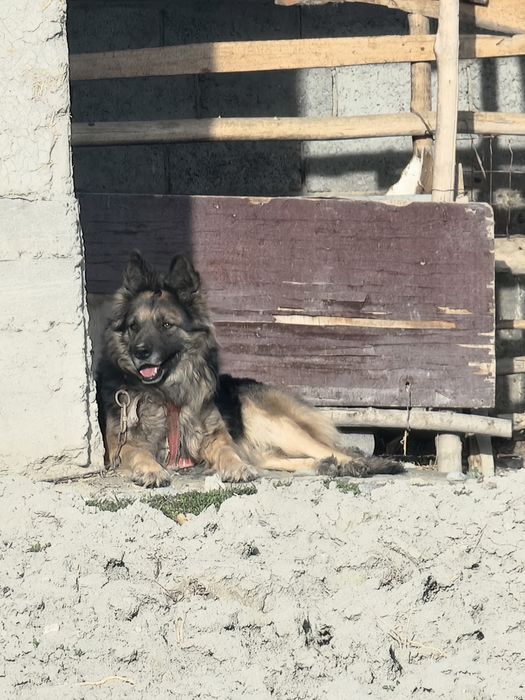 Уч йош ва соглом