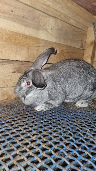 Продам кроликов рабочих