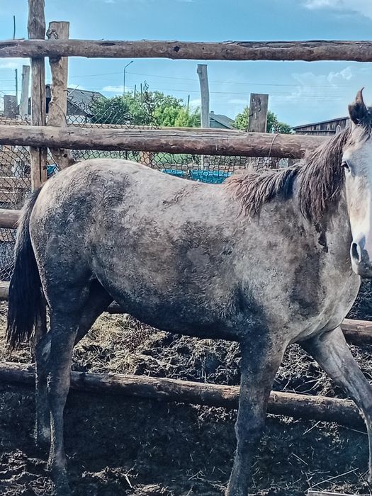 Продам тай кобылка с откорма