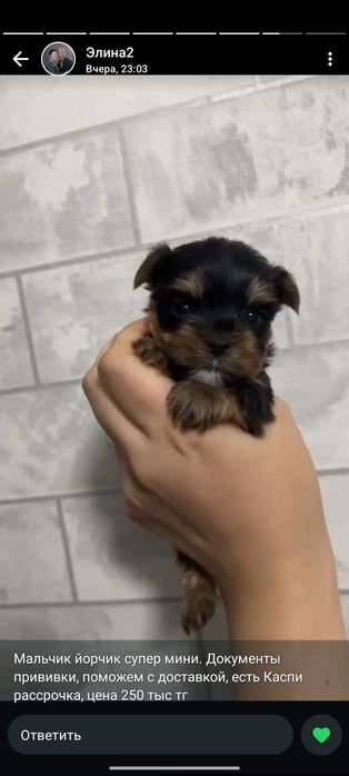 Микро мальчик йоркширского терьера